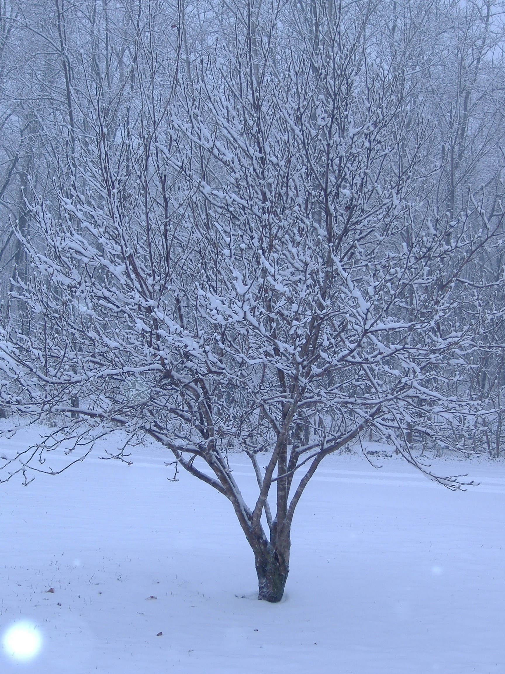 let it snow