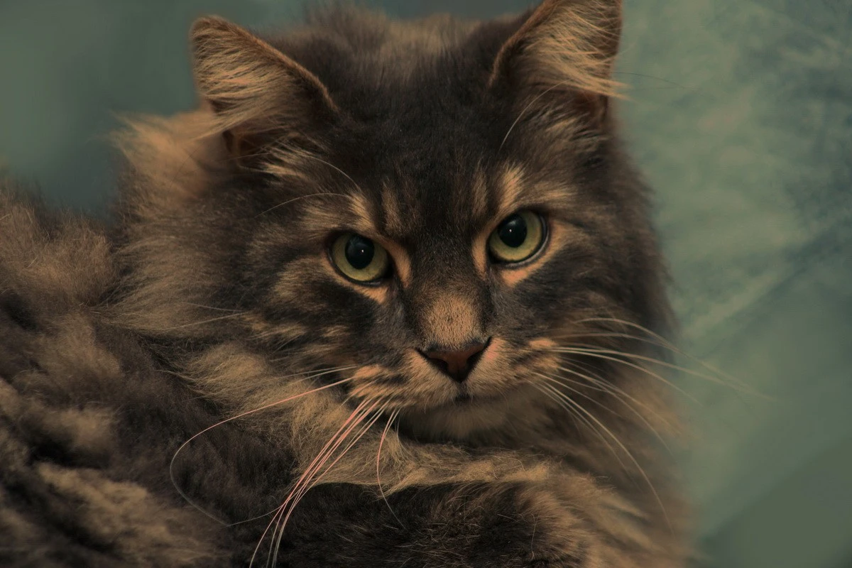 Lexi-big and soft
