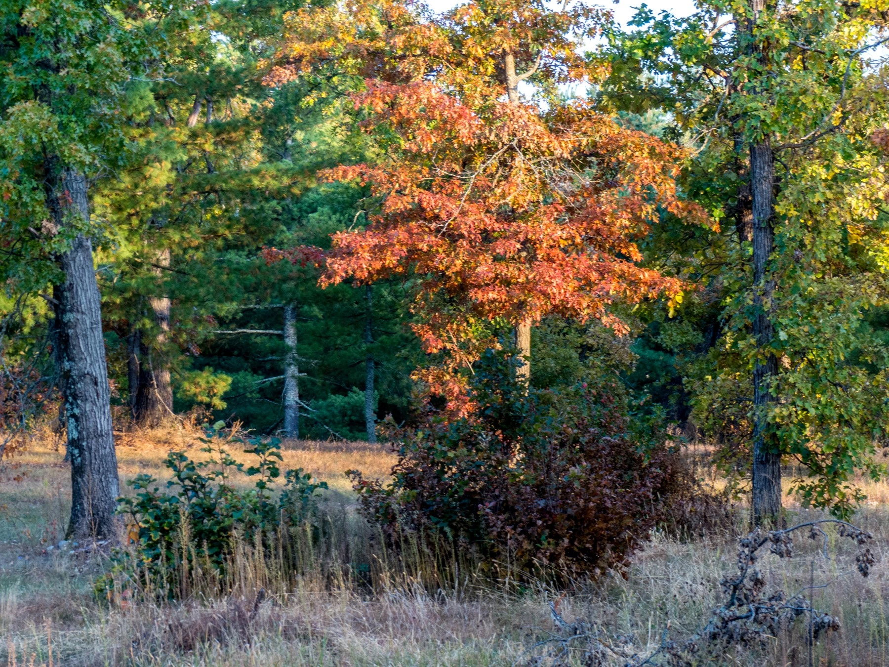 Lightroom 4 attempt
