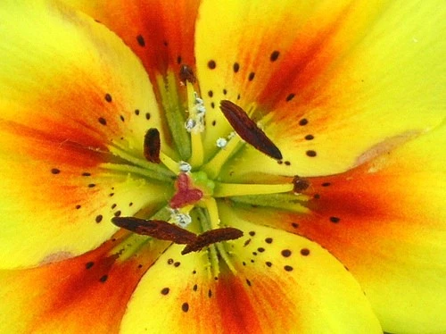 Lilly