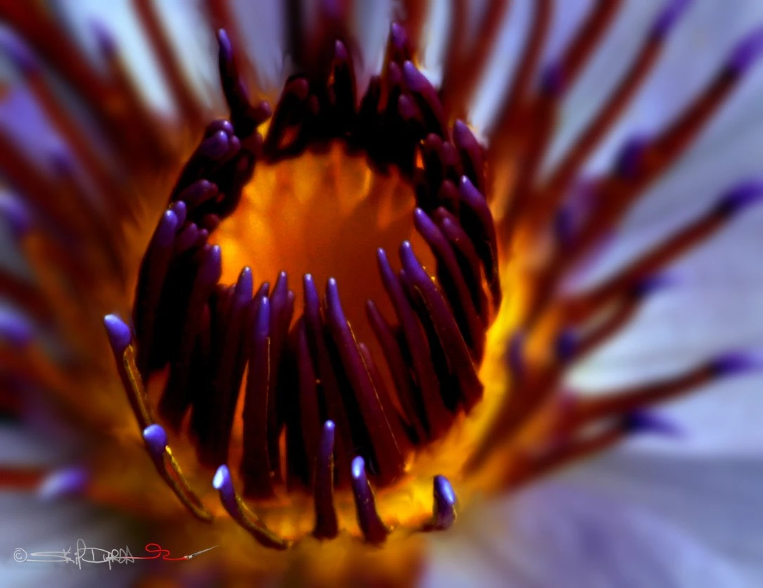 Lily Pad Bloom