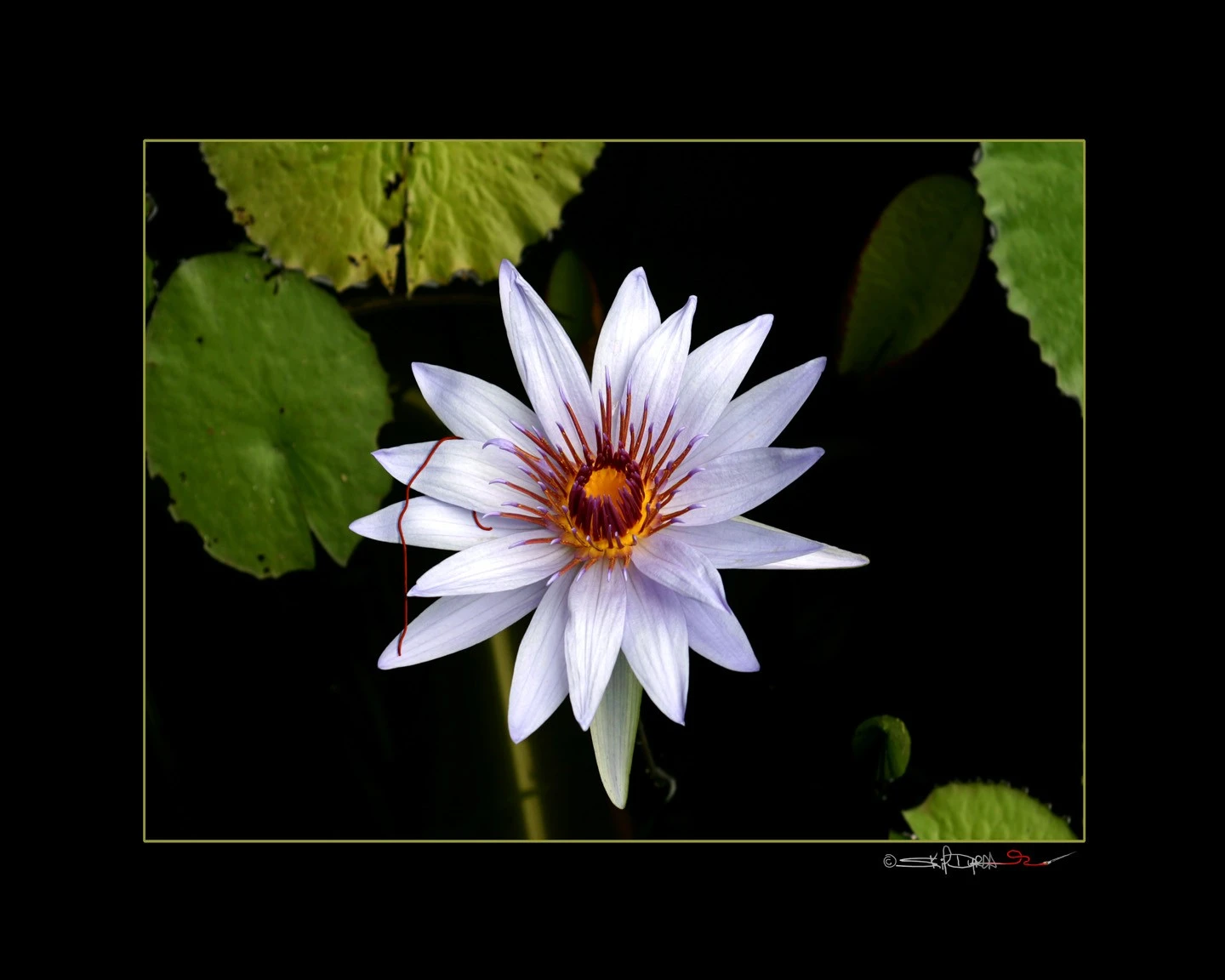 Lily Pad with Red String