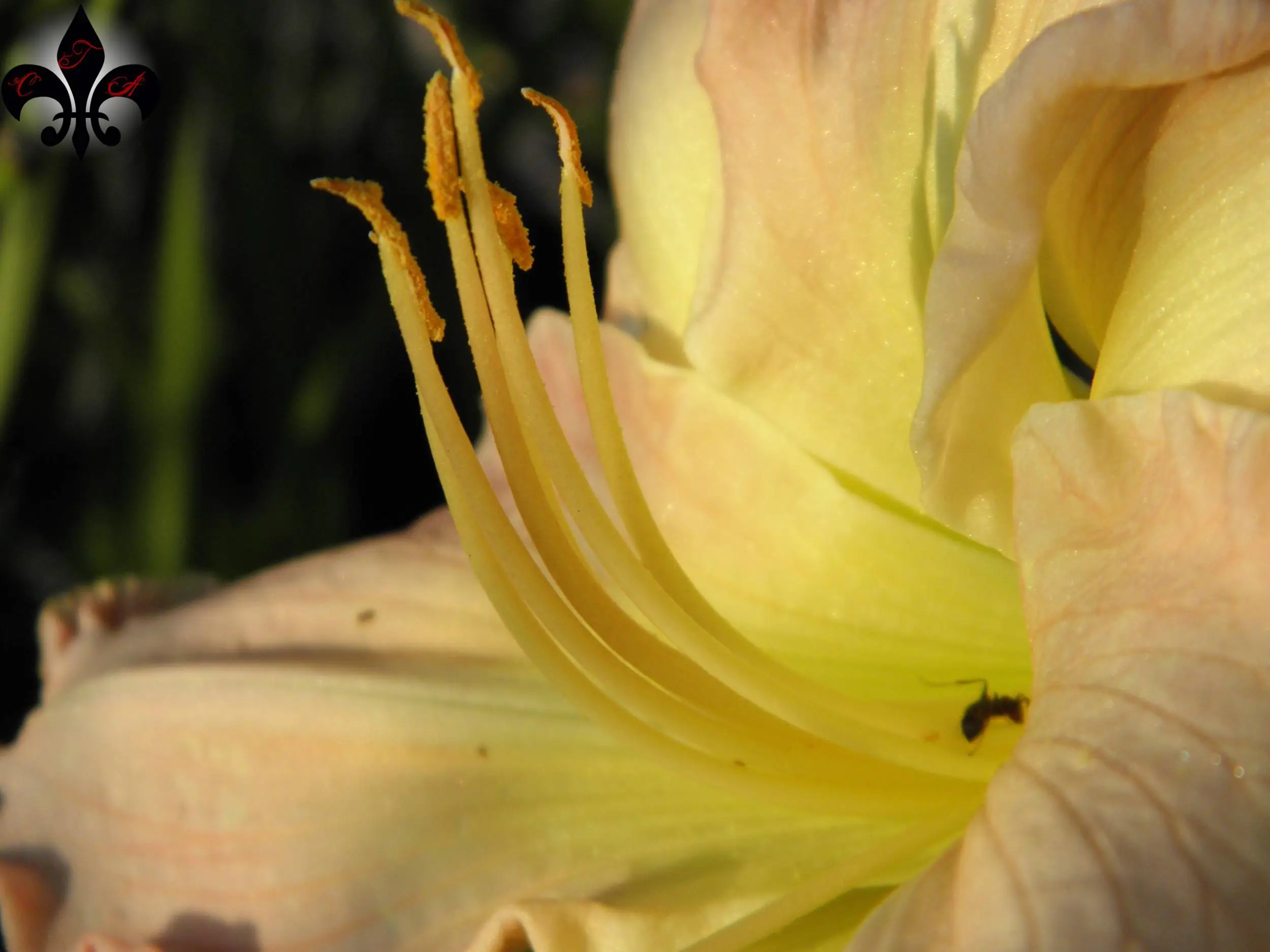 Lily
