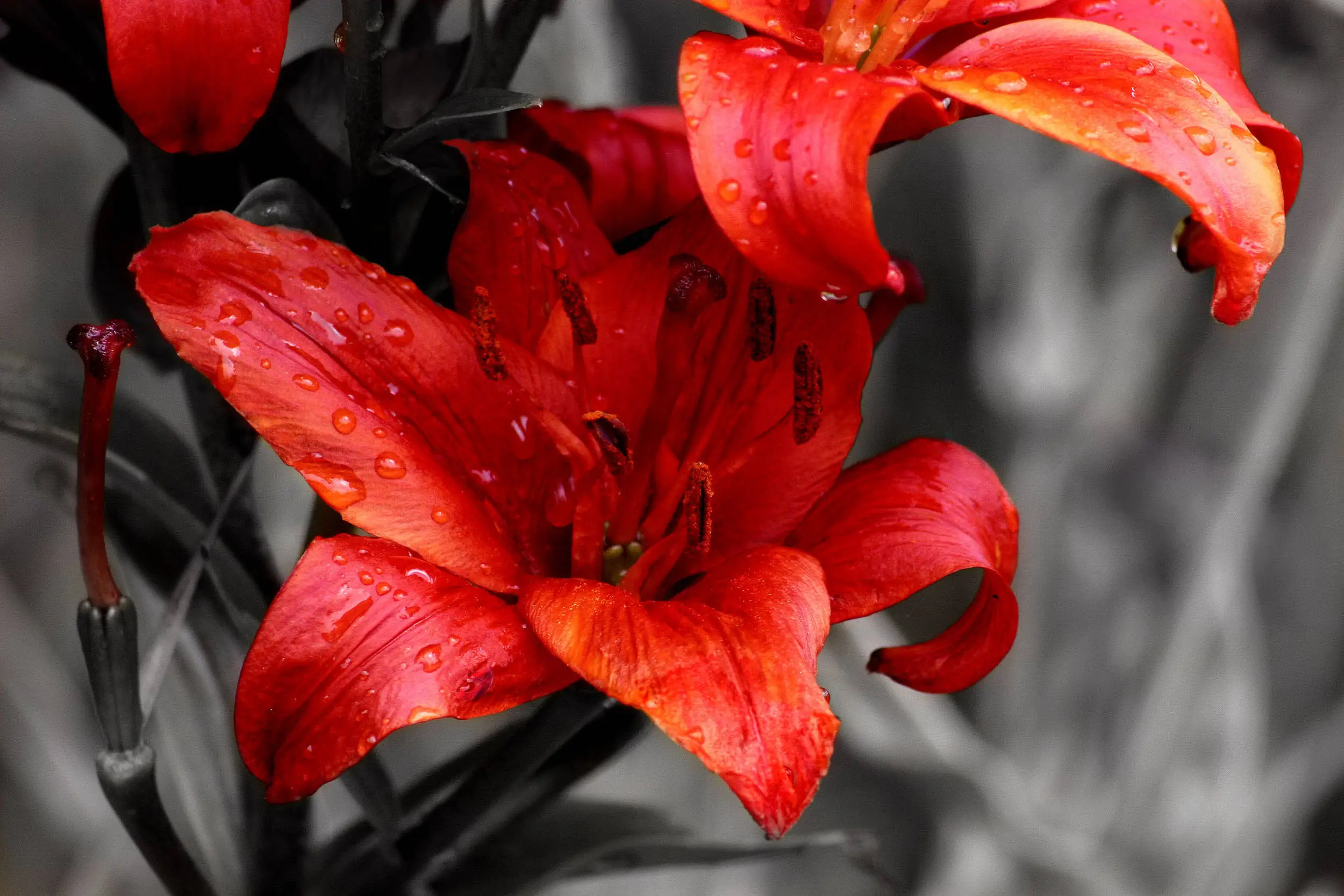 Lily