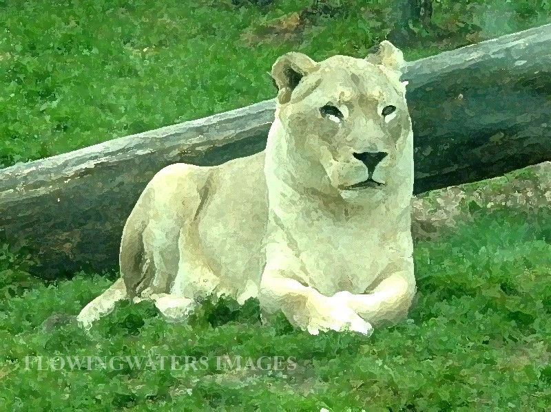 Lion at the Philadelphia Zoo