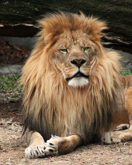 Lion Yawning #1