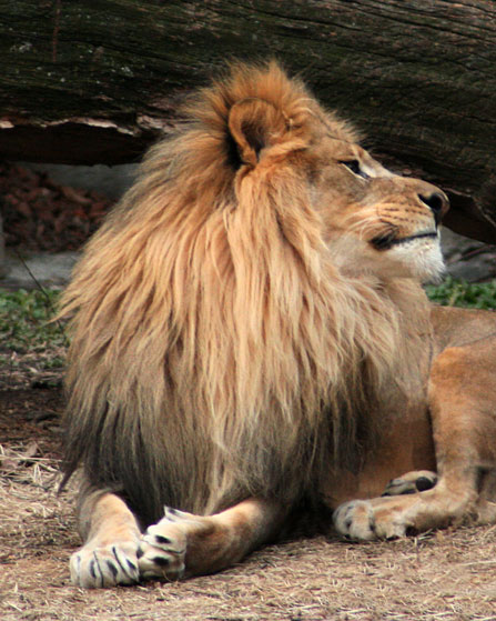Lion Yawning #2