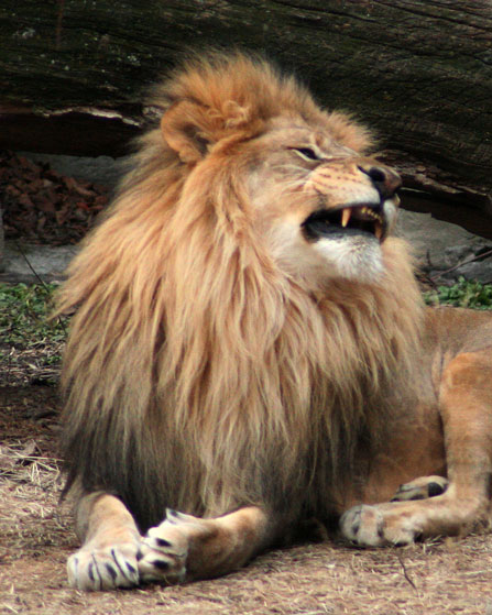 Lion Yawning #3