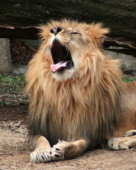 Lion Yawning #4