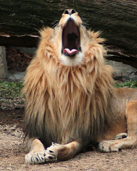 Lion Yawning #5