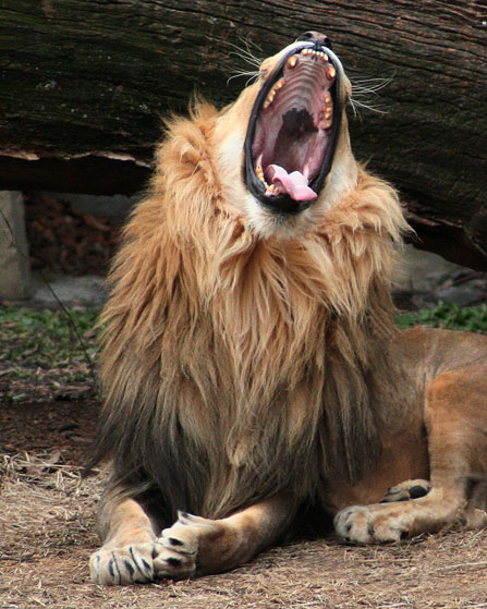 Lion Yawning #6