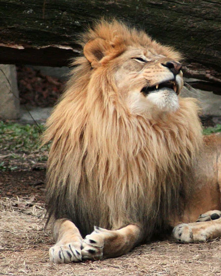 Lion Yawning #7