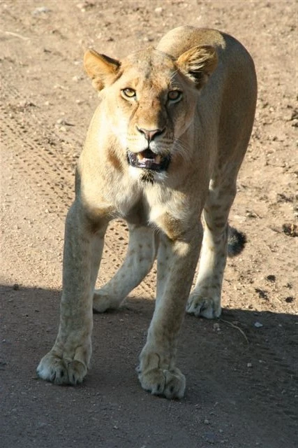 Lioness eyecontact