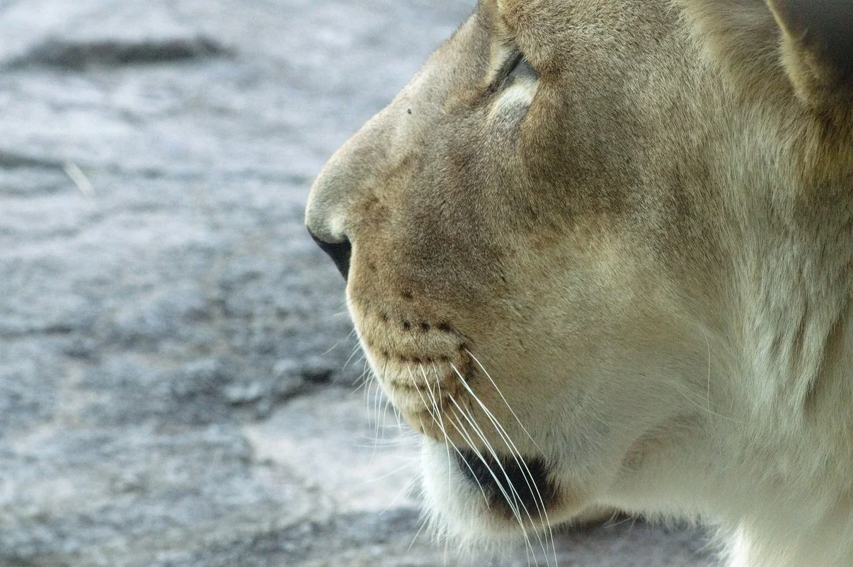 Lioness.webp