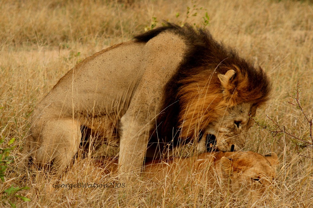 Lions mating