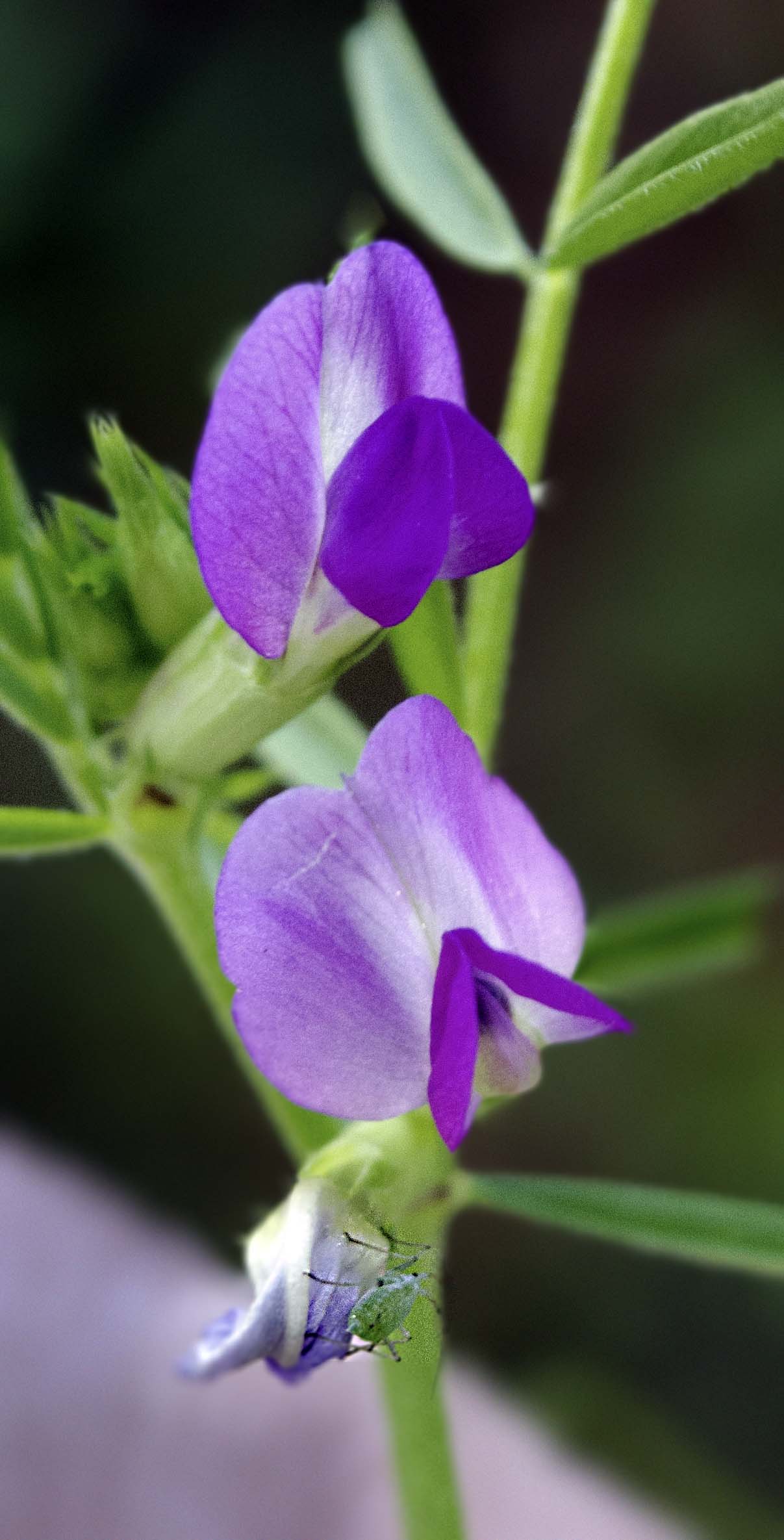 little green bug on a flower