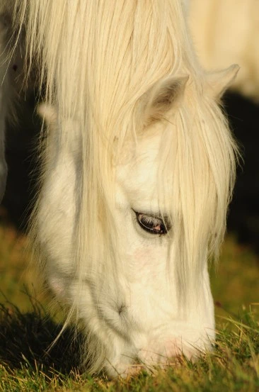 Little_Welsh_Pony
