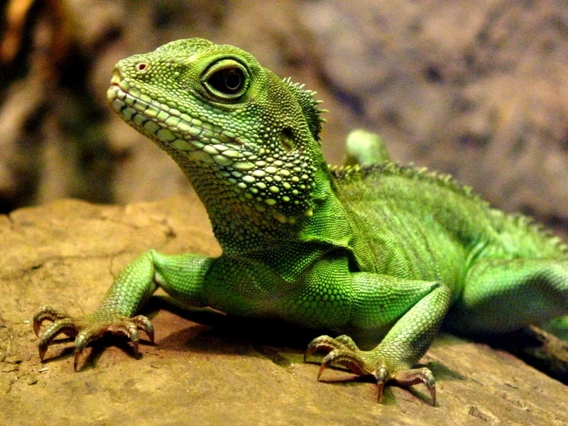 Lizard