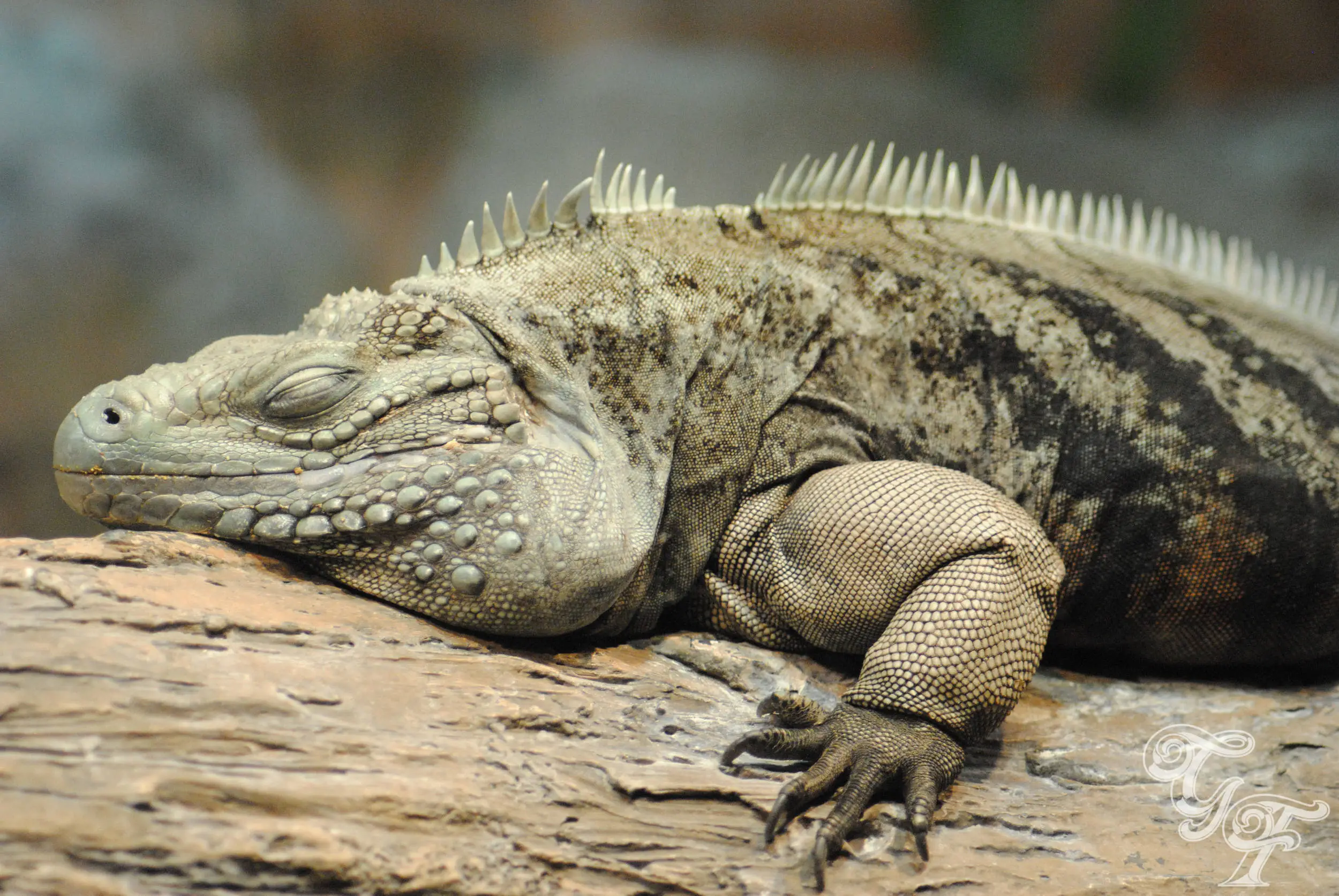 Lizard