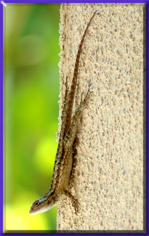 Lizard