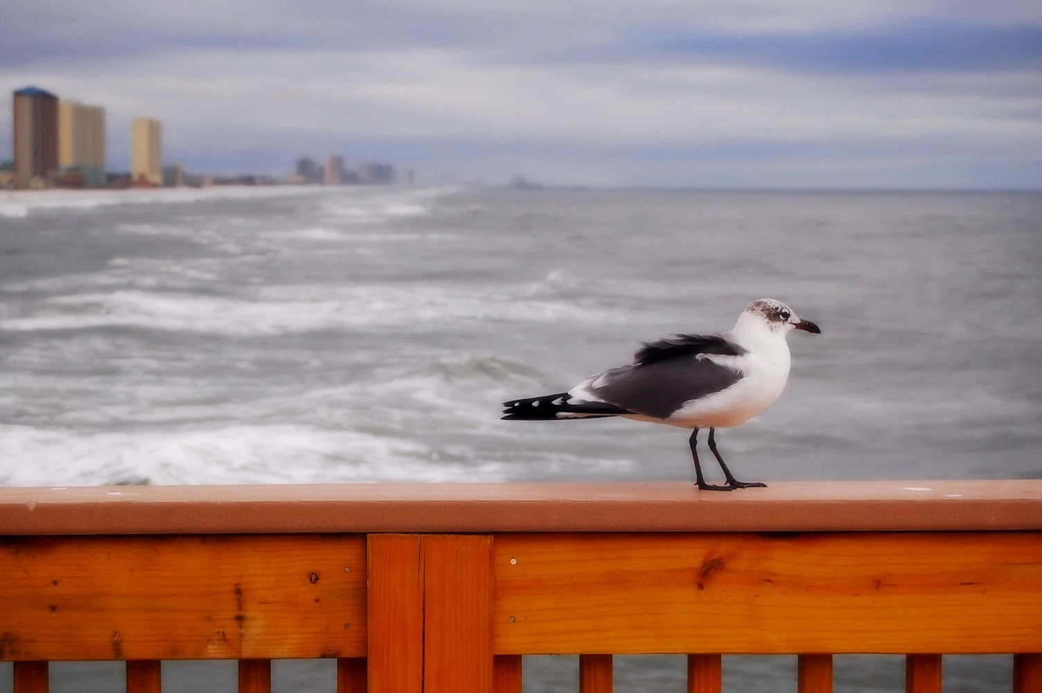 Lone bird