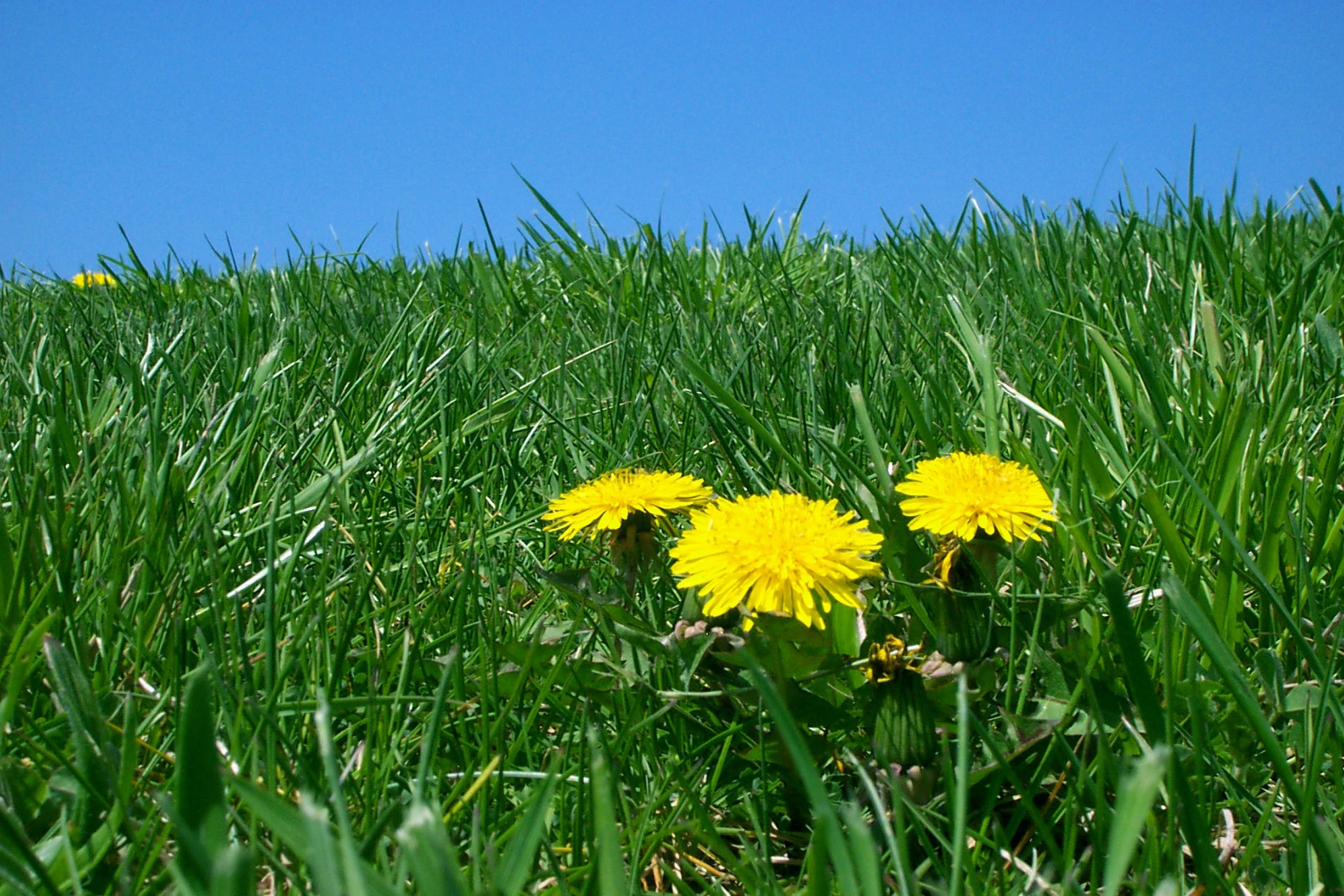 Lone Dandelion
