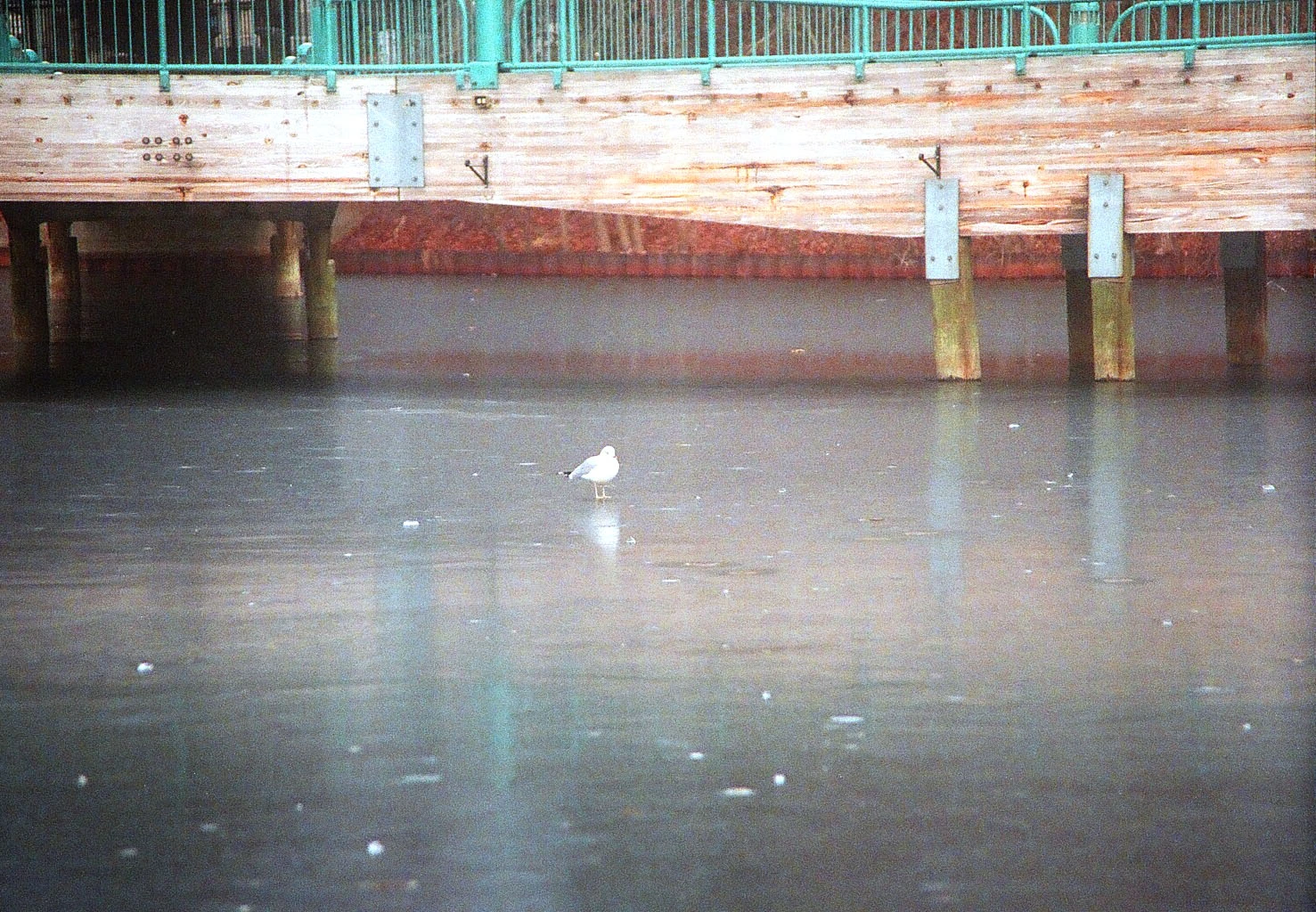 Lone Seagull on Ice