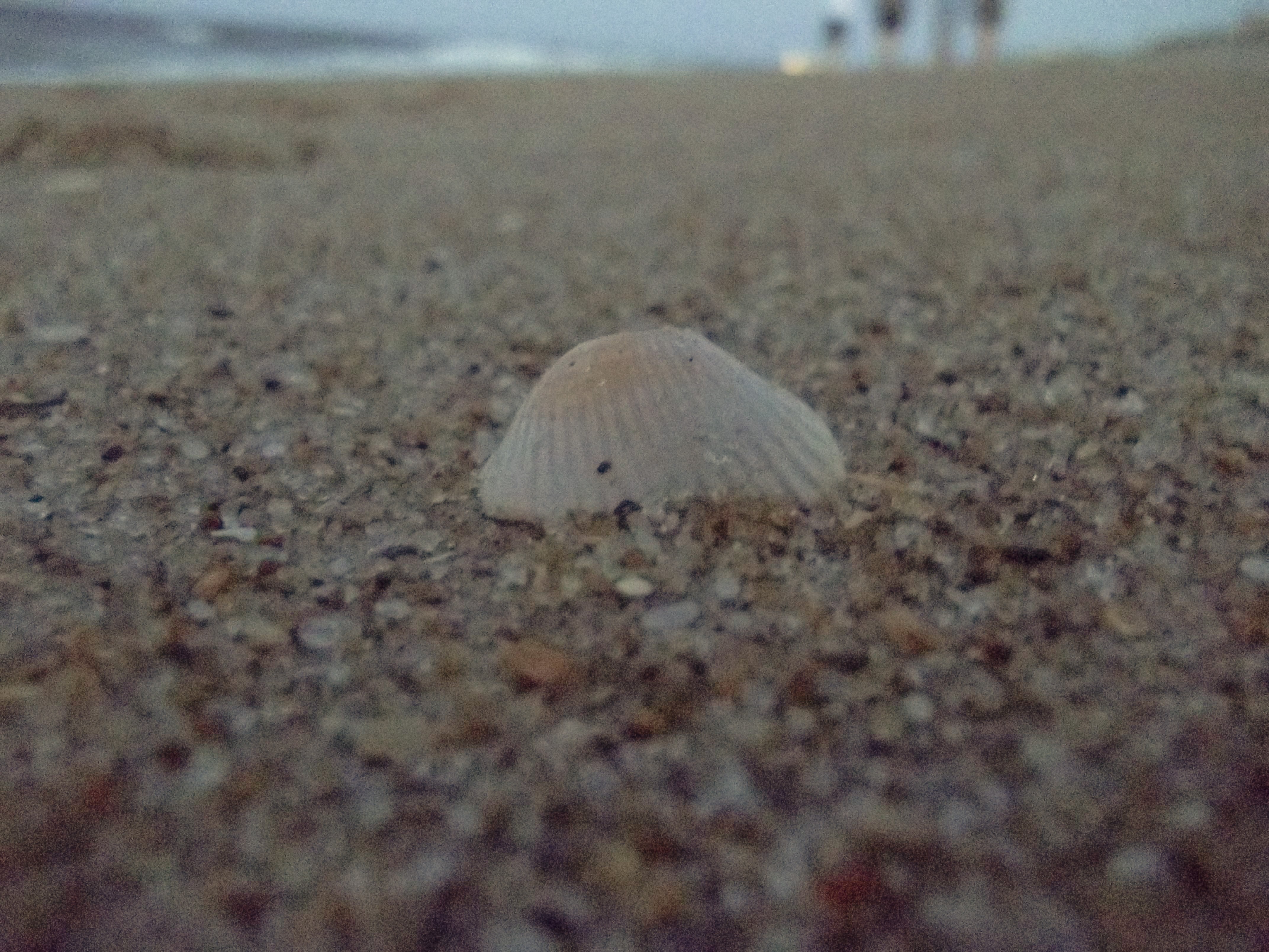 Lone Shell