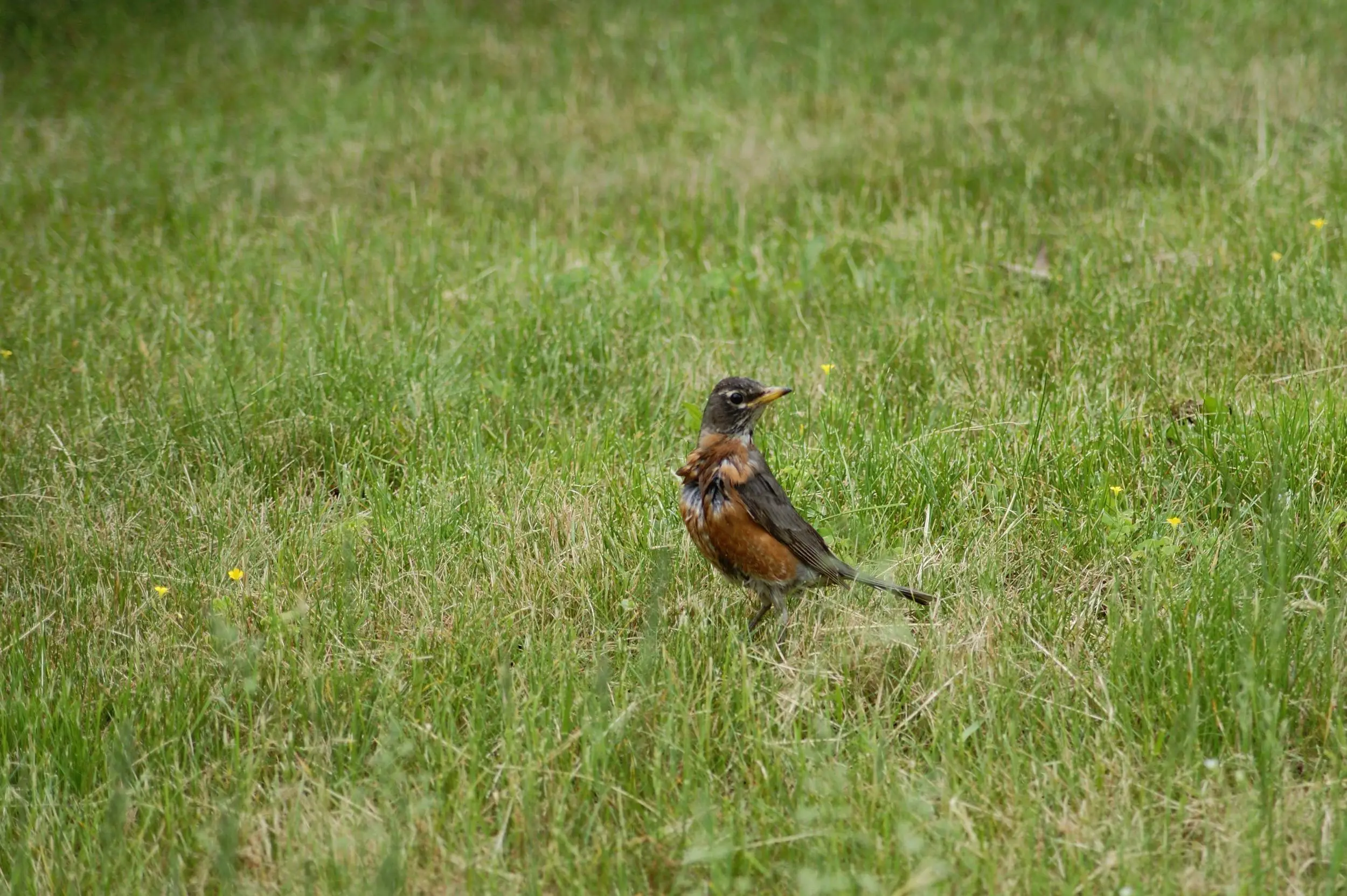 Lone_Bird1