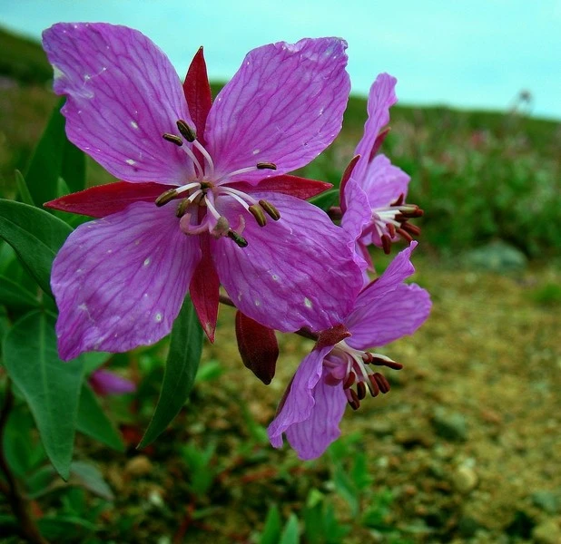 Lonely Flower