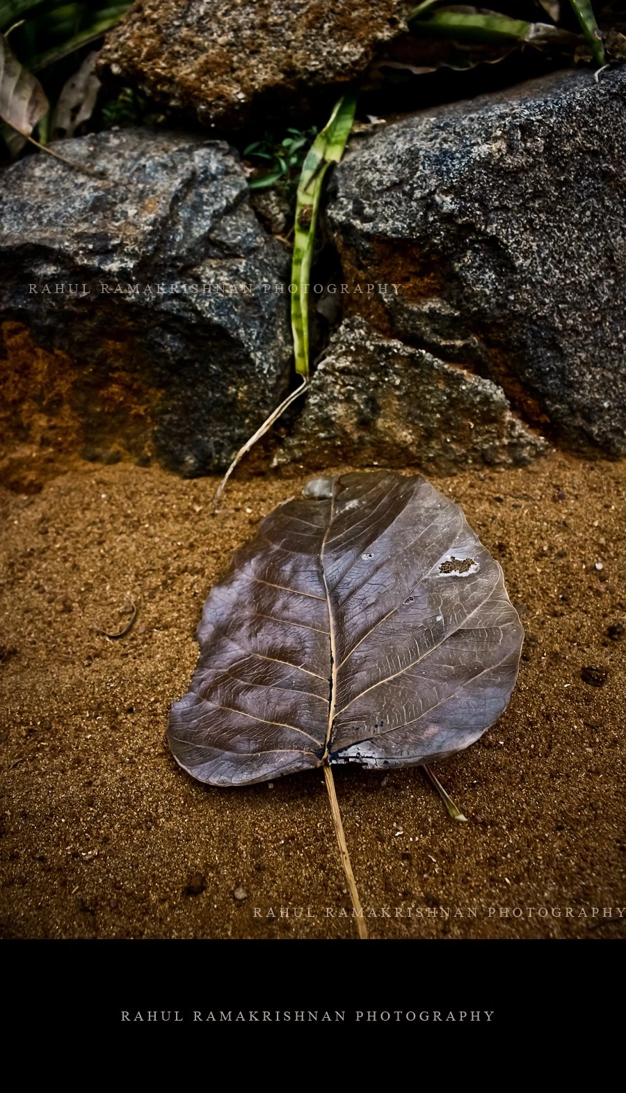 Lonely