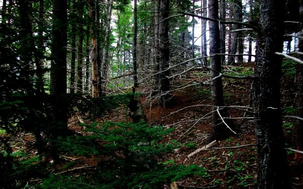 Look into the Woods