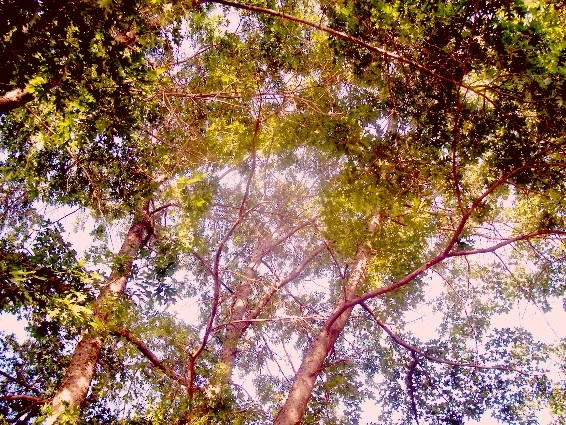 Look Up!