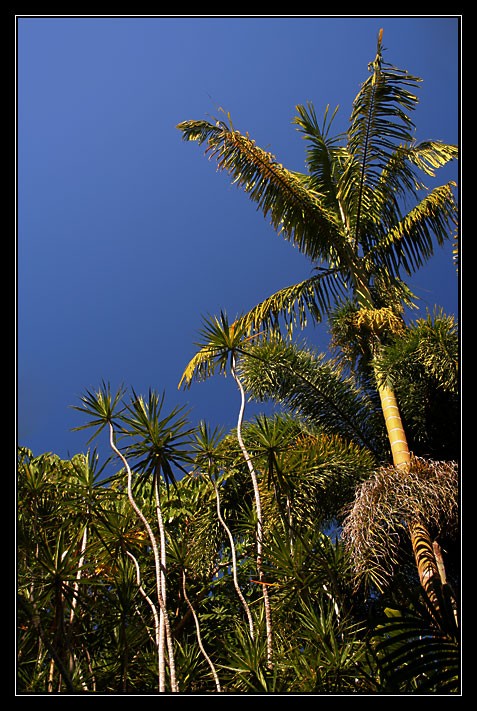 Looking up at palms