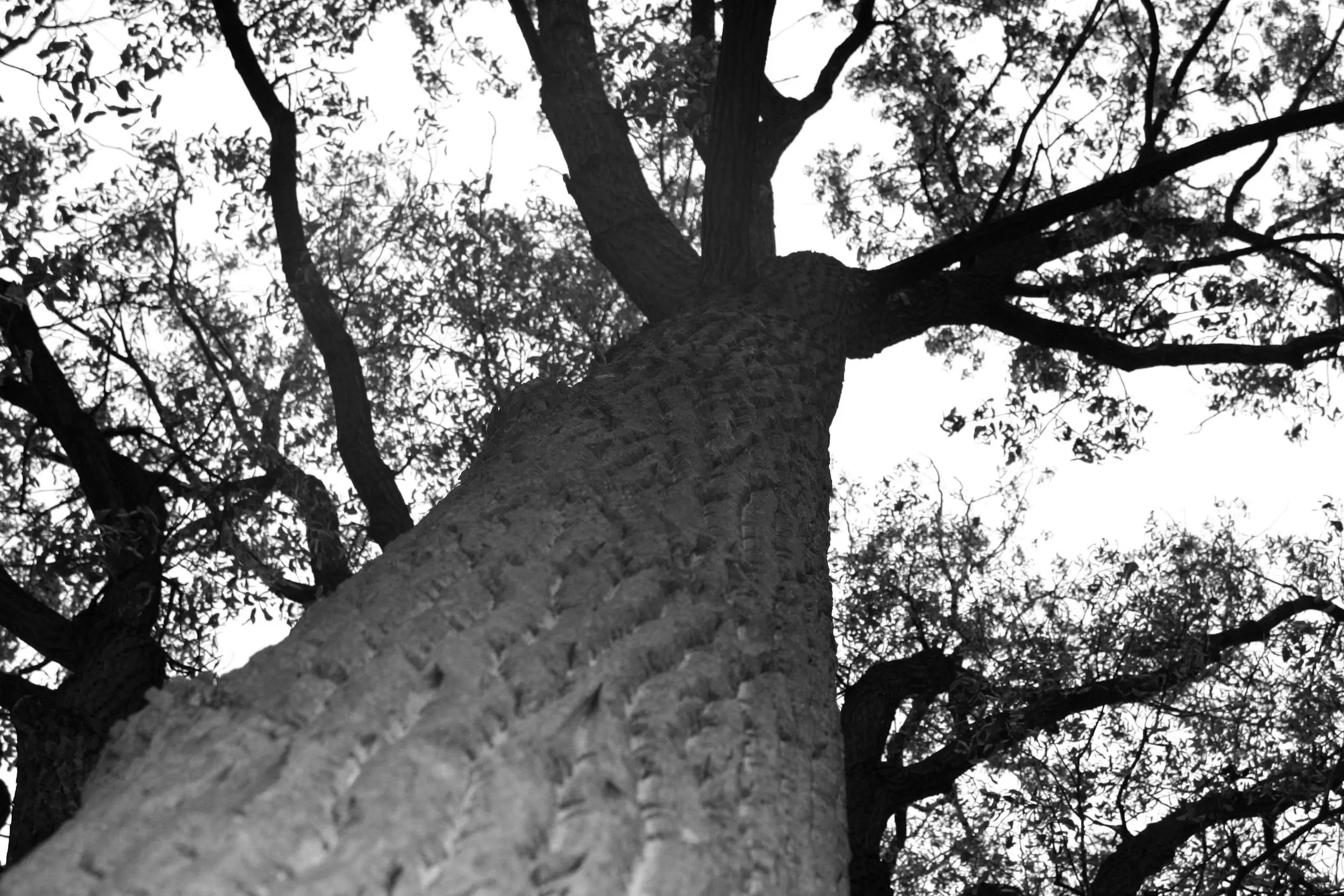 Looking up
