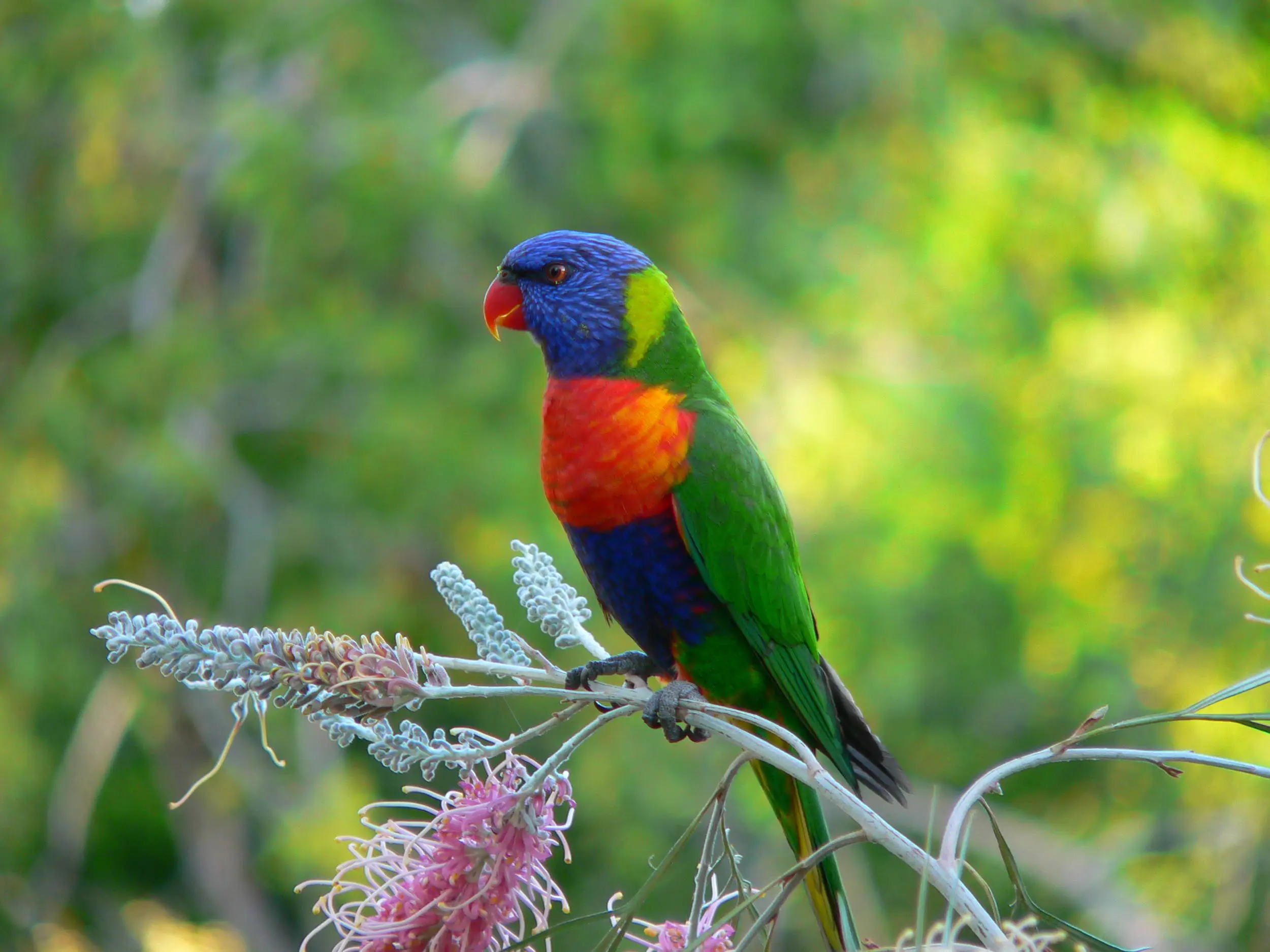 Lorikeet, Australia
