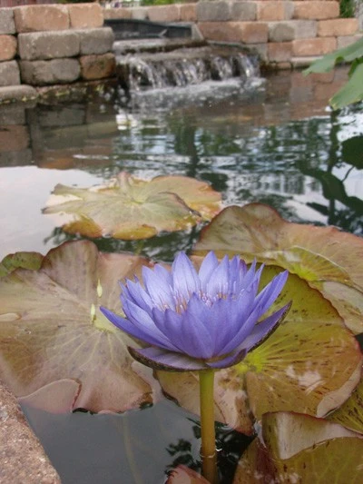 Lotus in my Pond