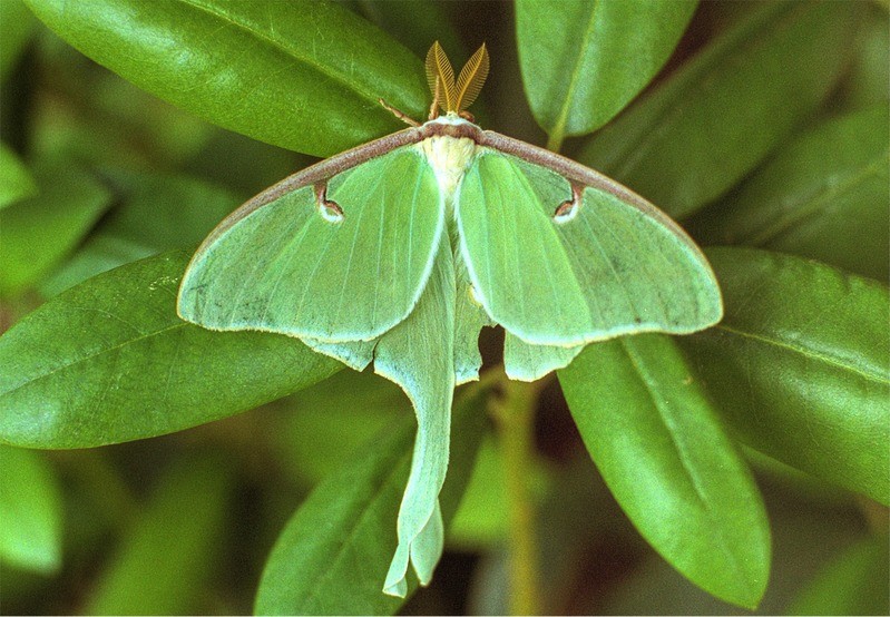 Luna Moth