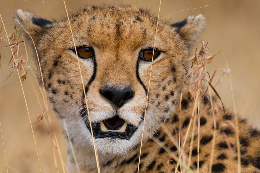 Maasai Mara Cheetah