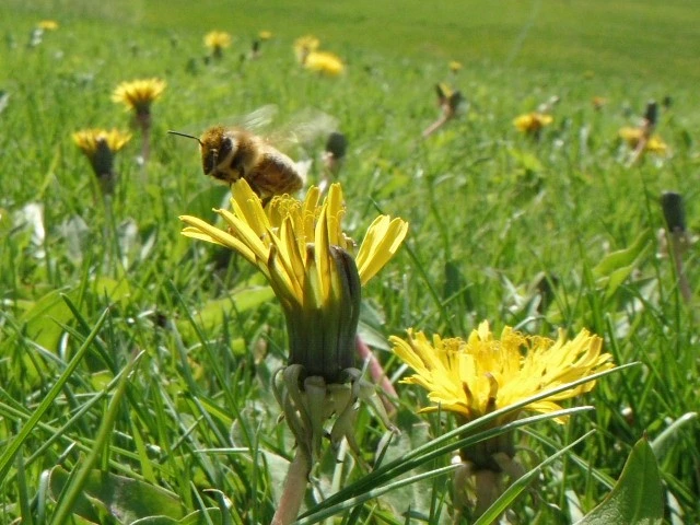 Macro Bees