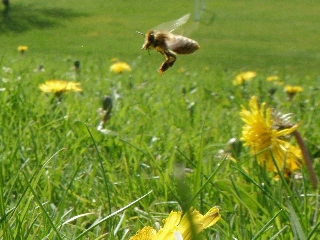 Macro Bees