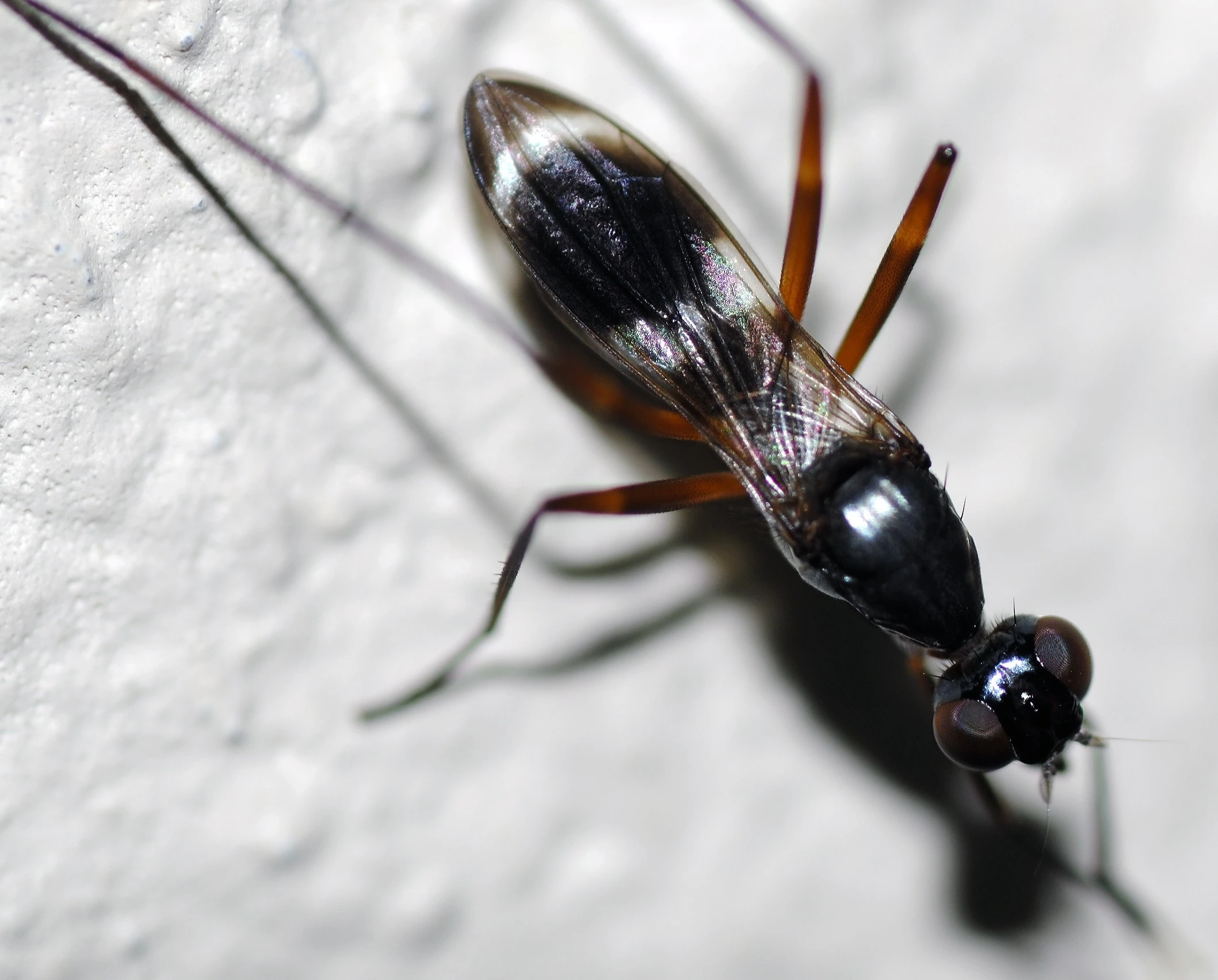 Macro Insects