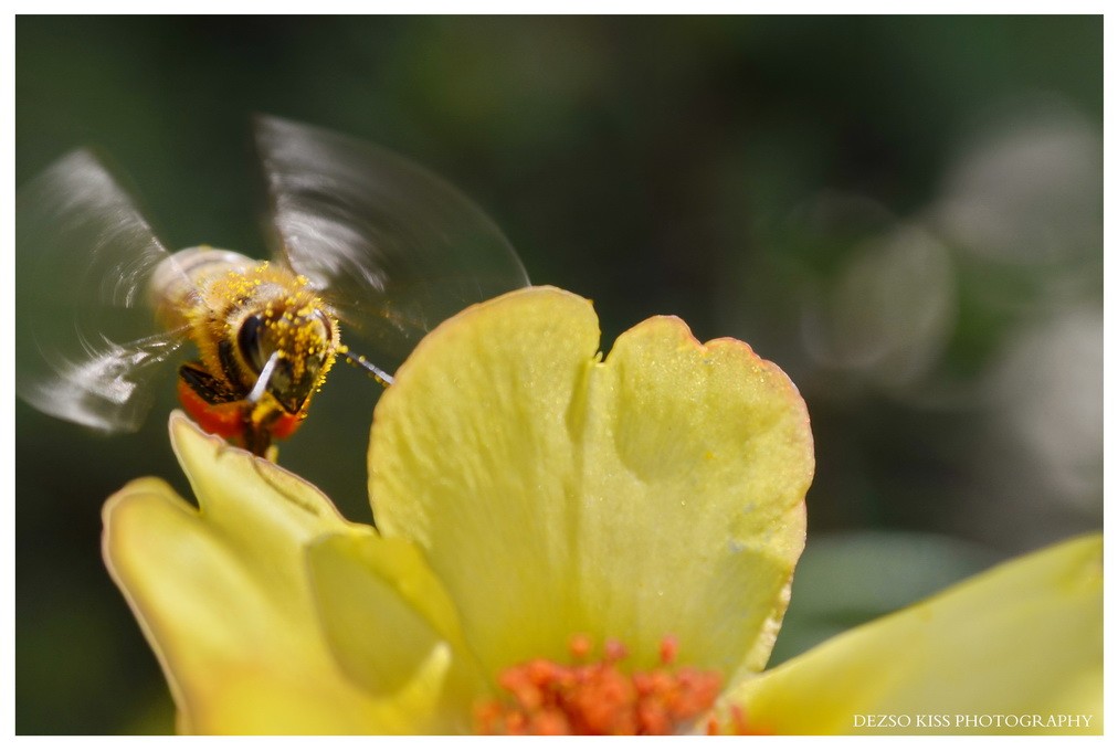 Macro with adapter Reynox DCR-250