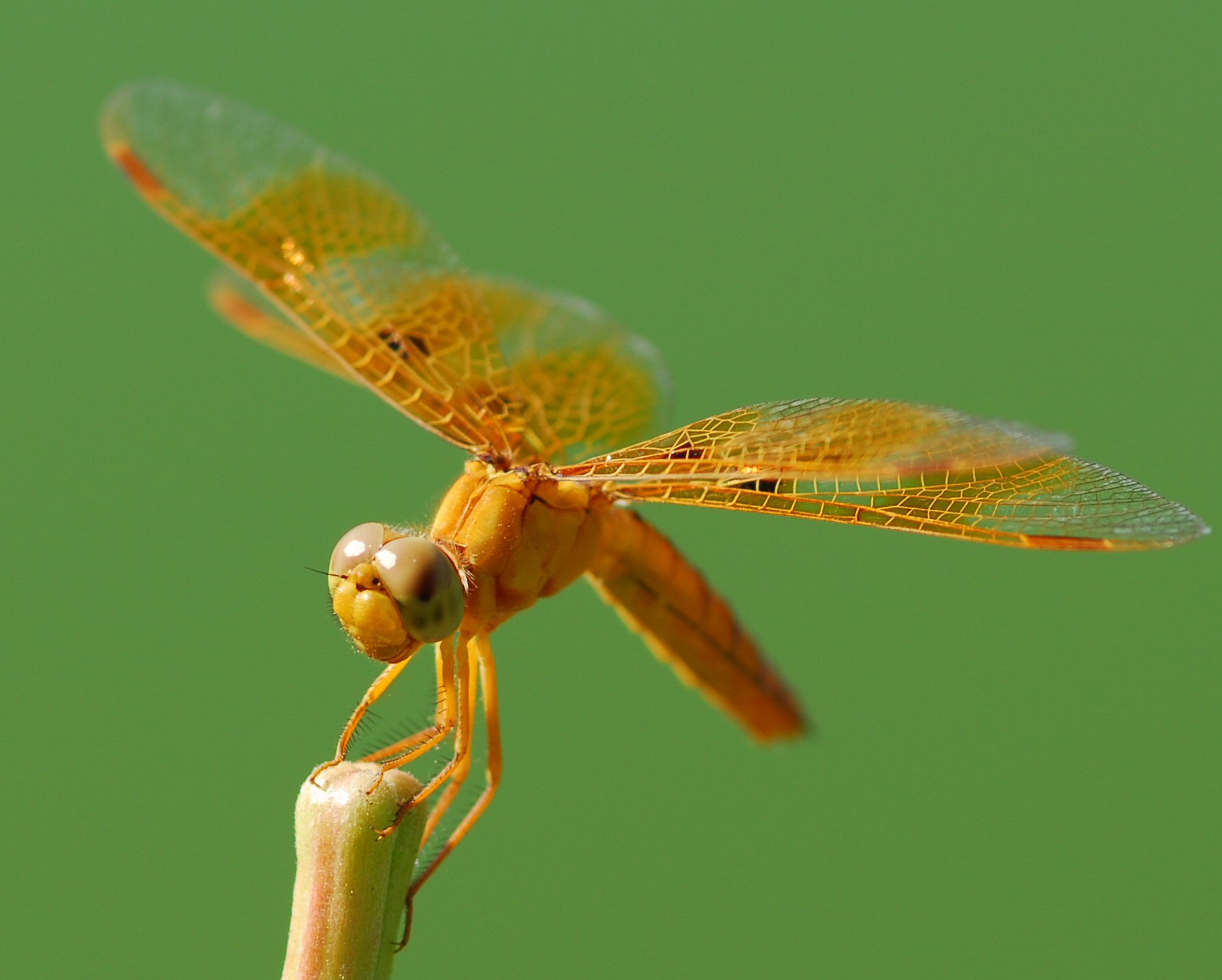 macro_orange_dragonfly