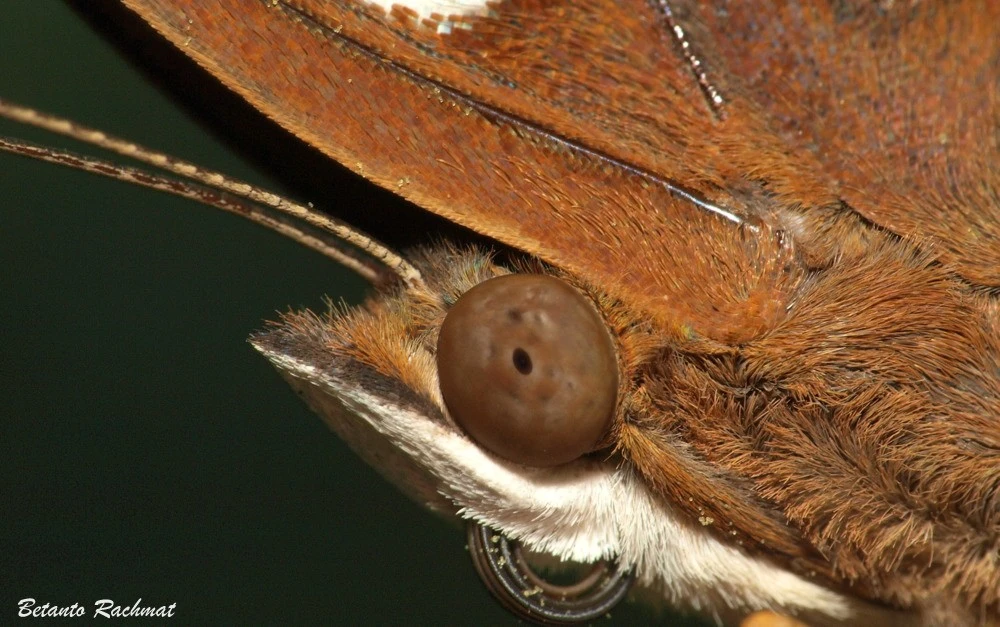 Macrophotography