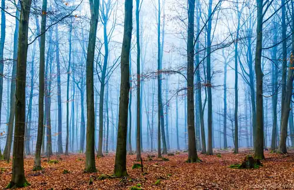 Magic forest in fog in blue and orange