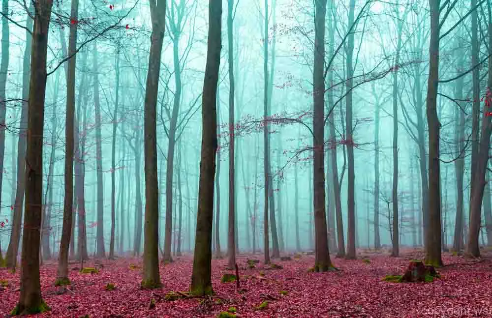 Magic forest in red and turquoise