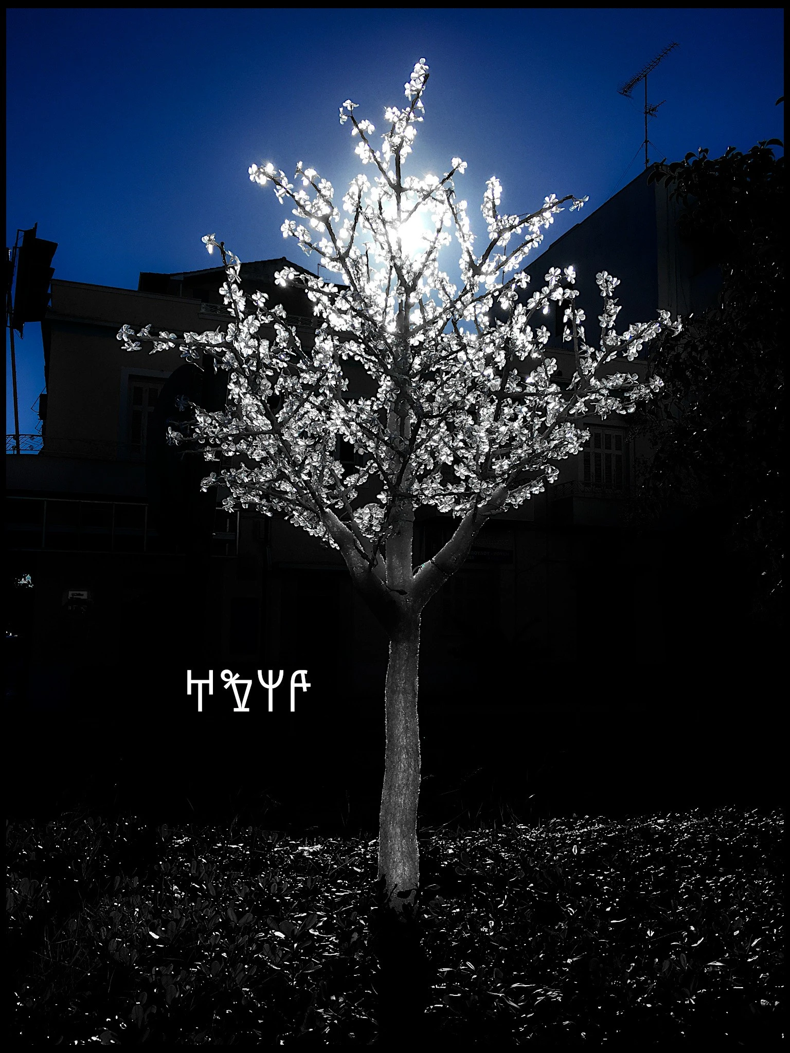MAGIC TREE