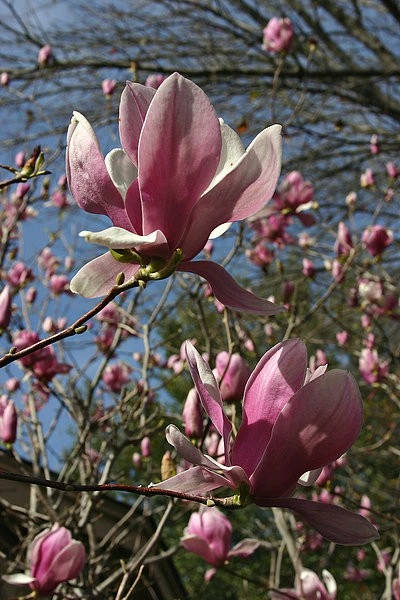 Magnolia Bush