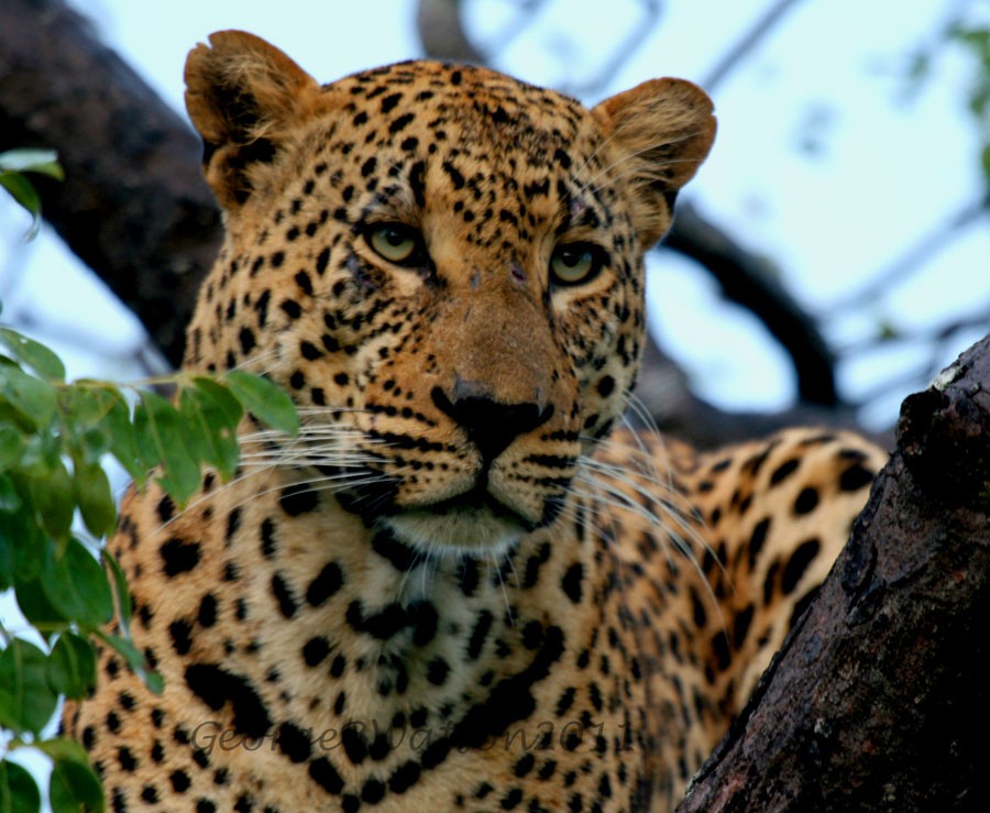 Male leopard